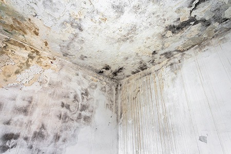reasons for basement mold infestations