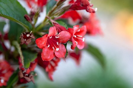 some weigela varieties like red prince weigela blooms a balance between pink and red