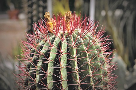 if you are looking for a barrel cactus type that does not require constant care red-spined barrel cactus (ferocactus chrysacanthus) is just for you!
