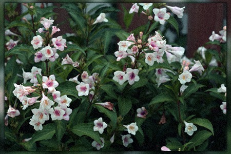 sonic bloom pearl is one of the most beatiful types of weigela