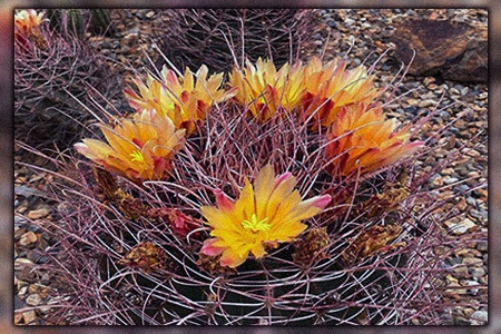 turk's head (ferocactus hamatacanthus) barrel cactus types