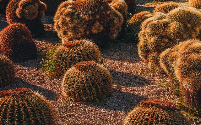 types of barrel cactus thumbnail