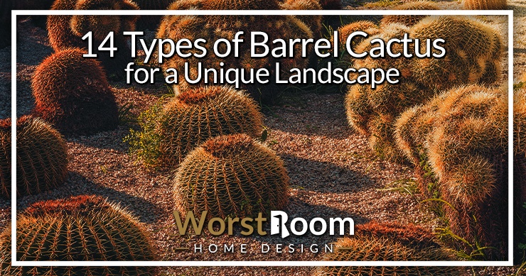 types of barrel cactus