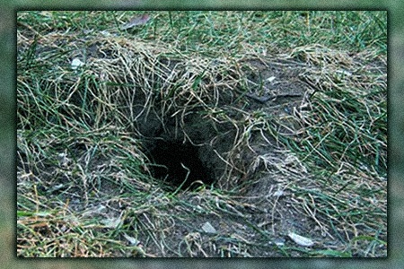 will chipmunk holes in your yard harm your yard? learn the answer here!