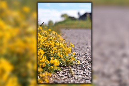 will the weeds in the driveway grow back?