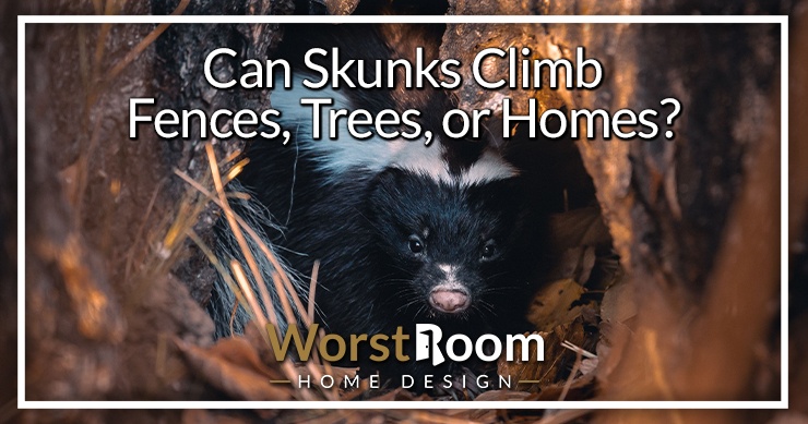 can skunks climb
