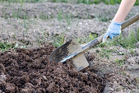 snake holes in the ground? here are important ways on dealing with snake holes in your yard