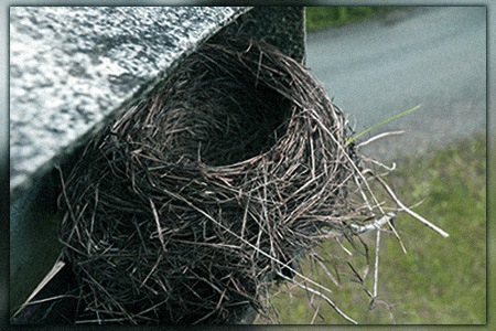 here are the faq's on how to get rid of a bird's nest in your gutter
