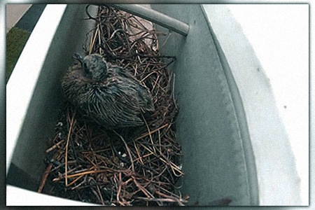 how to get rid of birds in gutters