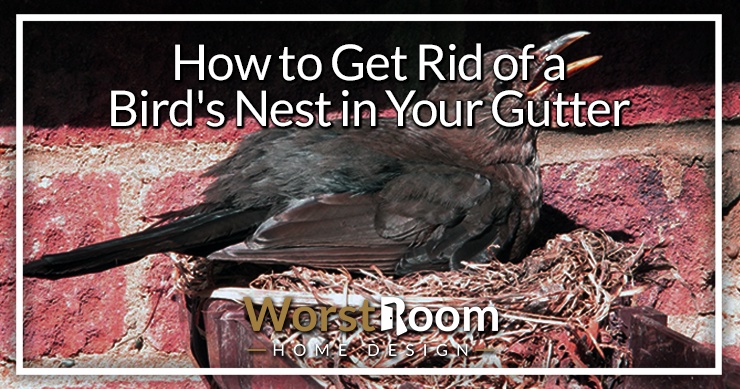 how to get rid of a bird's nest in your gutter