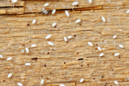how to get rid of tiny wood bugs