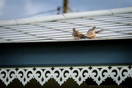 key takeaways for how to stop birds from nesting in gutters