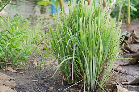 how to get rid of a snake hole? you can plant natural snake repellents to get rid of snakes in the first place!