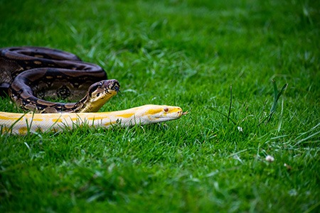 snake holes in your backyard? here are some of the ways for preventing snakes from entering your yard