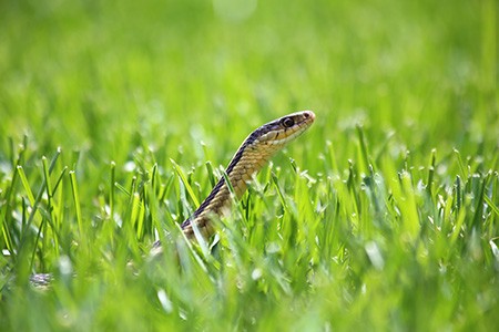 here are the safety tips on encountering snakes and snake holes in your yard