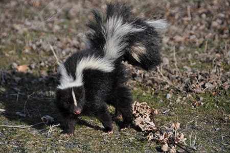 can skunks climb fences? we must learn skunk anatomy at first to answer the question