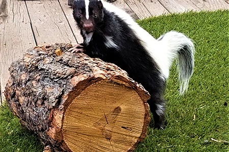 do skunks climb trees? here you can learn skunk climbing ability