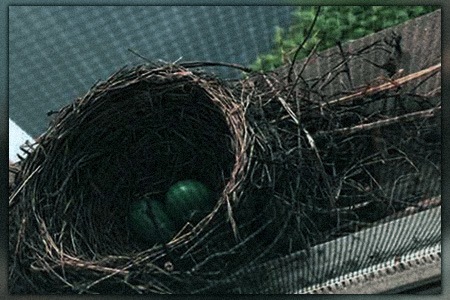 here are the most common bird species nesting in gutters, here you can learn what to do when birds nesting in your gutters