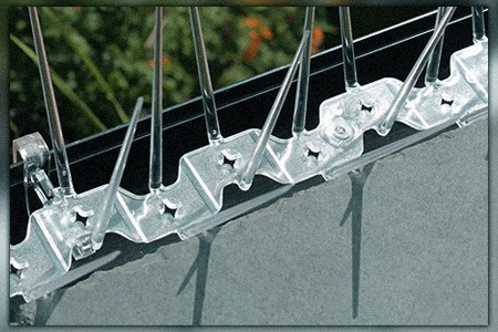 how to keep birds from nesting in your gutters? here are some of the tips for preventing birds from nesting in gutters