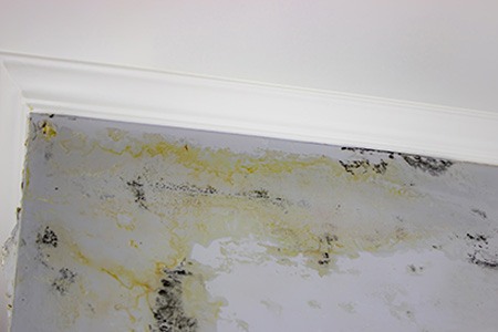 smelling vinegar in your house? the reason might be mildew & mold
