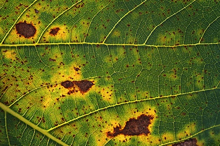too much water for tomato plants can cause leaf spots & discoloration