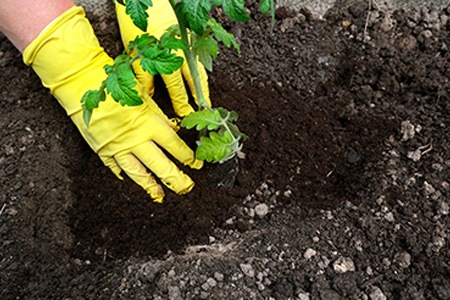mulch around the plant & use well-draining soil