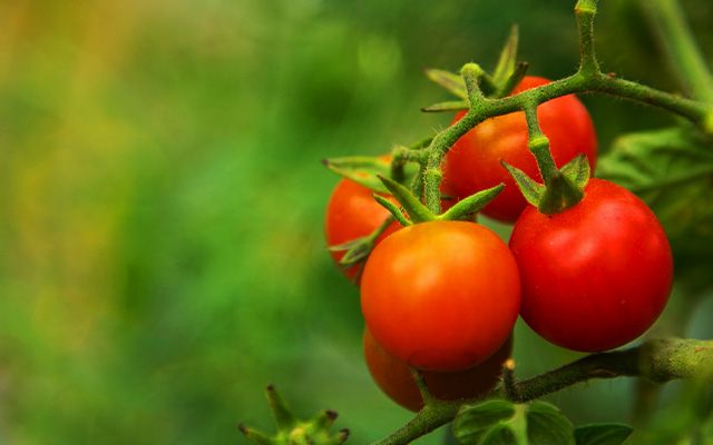overwatered tomato plant thumbnail