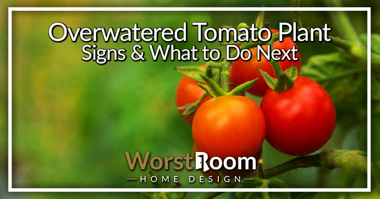 overwatered tomato plant