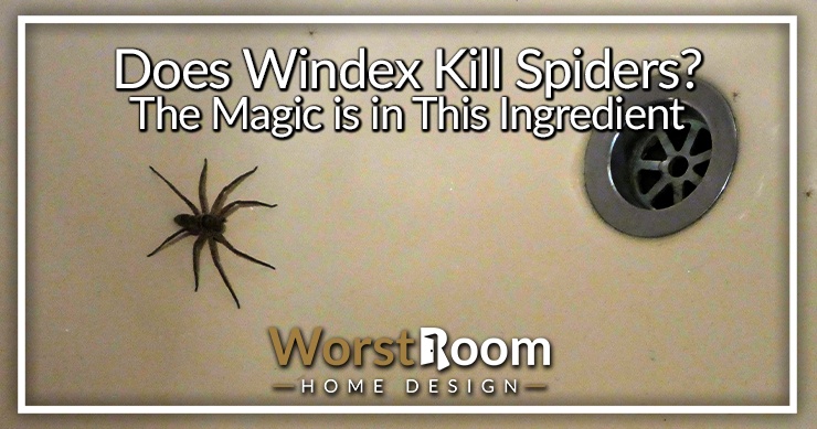 does windex kill spiders