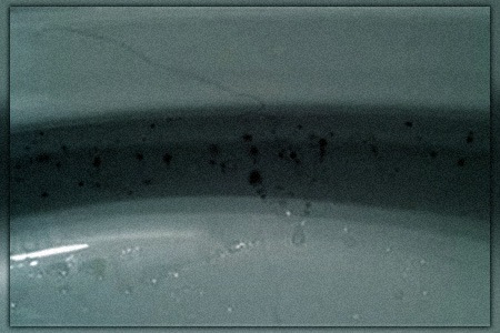 what is the black mold in your toilet and what causes black mold in a toilet bowl?