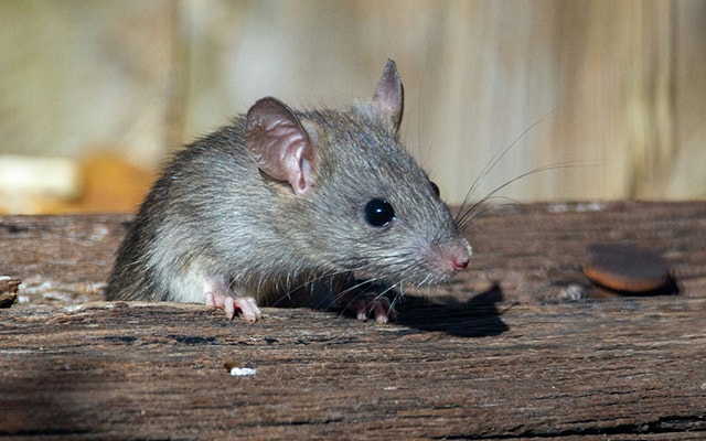 how does pest control get rid of mice