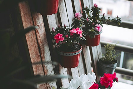 urban balcony garden